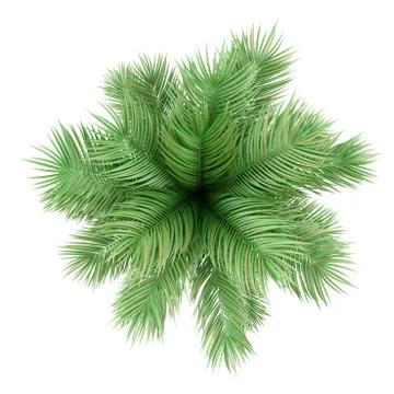 Top view of potted palm tree isolated on white background Stock Illustration