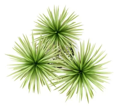 Top view of potted palm tree isolated on white background Stock Illustration