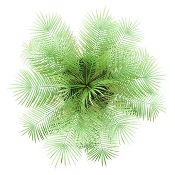 Top view of potted palm tree isolated on white background Stock Illustration