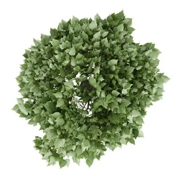 Top view of potted tree isolated on white background Stock Illustration