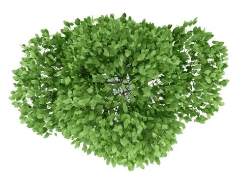 Top view of potted tree isolated on white background Stock Illustration