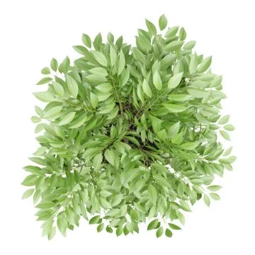 Top view of potted tree isolated on white background Stock Illustration