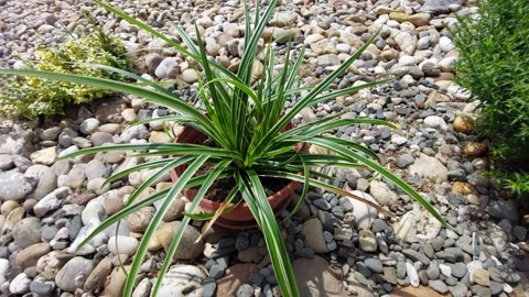 Top view of potted variegated spider plant outdoors surrounded by pebbles Vídeo Stock 346304917