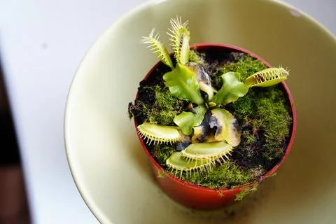 Top view of a potted venus flytrap plant Stockfoto's