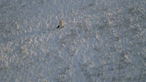 Top view of Prehistoric hunter walking on snow covered Artic Tundra, aerial Stock Footage 260312729