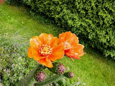 Top view of a prickly pear cactus flower Stock Photos