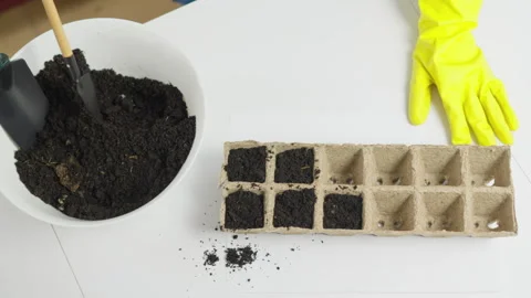 Top view of the process filling containers for planting microgreens with earth Stock-Footage 245063228