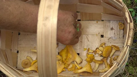 Top view of the process of putting raw forest chanterelles in the wicker basket. Video stock 136436582