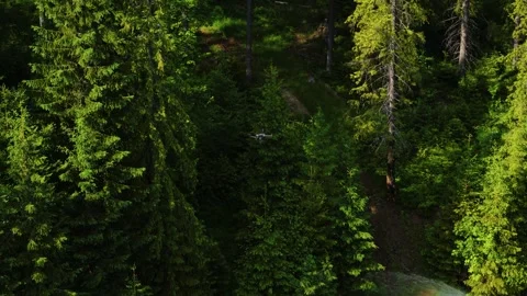 Top View of Professional Drone Flying Over Woodland Landscape Stock Footage 343464662