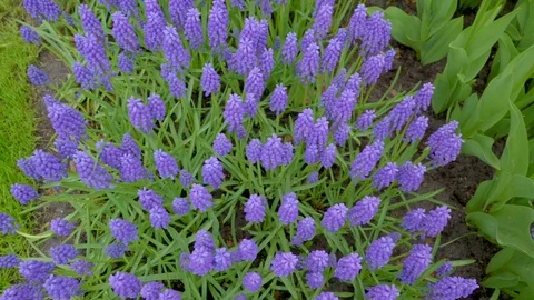The top view of the purple and yellow flowers Видео 79815155