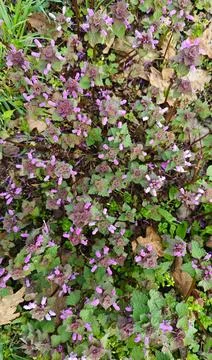 Top view of purple dead-nettle flowers blooming in the wild forest during spring Stock Photos