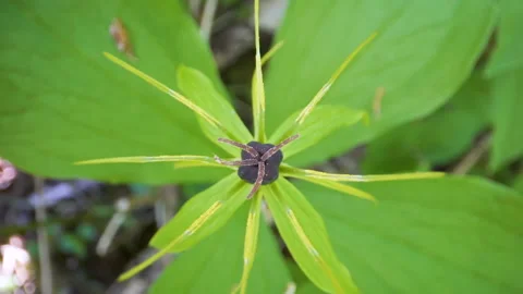 Top view of the purple fruit of the Paris quadrifolia or the herb-paris plant Stock Footage 133389118