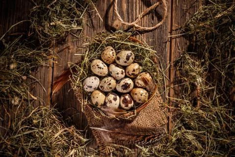 Top view of quail eggs Stock Photos