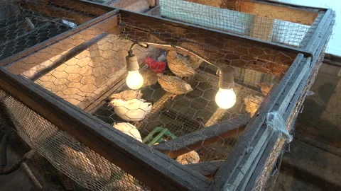 Top view Quails in hatch under arteficial light Stock Footage 156934819