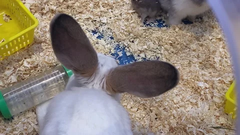 Top view, rabbit with long ears, rabbit drinking water, guinea pig Stock-Footage 300208539