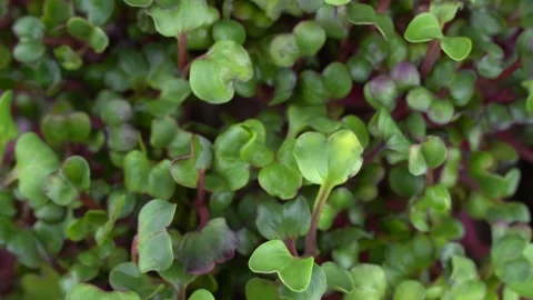 Top view radish microgreens rotation on black background. 스톡 동영상 201248741