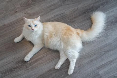 Top view of a rag doll cat with blue eyes indoor laying on the wood floor Stock Photos