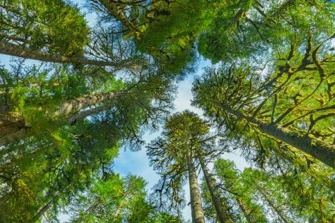 Top view in Rain Forest Stock Photos