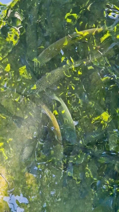 Top view of rainbow trout and golden trout swimming underwater in clear, ri.. Stock-Footage 335981507