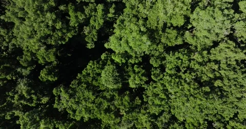 Top view of rainforest. Done view of Bali. Tropical forest Stock Footage 248072371