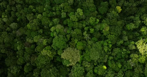 Top view of rainforest. Done view of Bali. Tropical forest Stock Footage 248073212