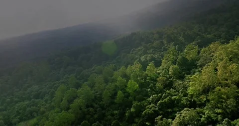 Top view of rainforest. Done view of Bali. Tropical forest Stock Footage 248243544