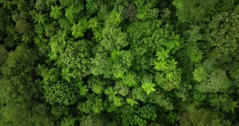 Top view of rainforest. Done view of Bali. Tropical forest Stock Footage 248243732