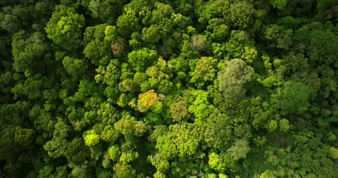 Top view of rainforest. Done view of Bali. Tropical forest Stock Footage 248409165