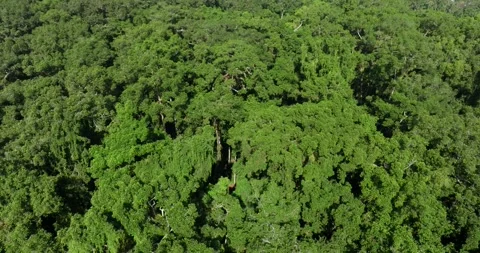 Top view of rainforest. Done view of Bali. Tropical forest Stock Footage 248494015