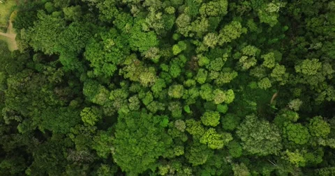 Top view of rainforest. Done view of Bali. Tropical forest Stock Footage 248494943