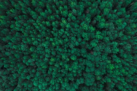 Top view of the rainforest. The texture of dark trees. Stock Photos