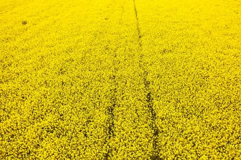 Top view of a rapeseed field with two straight lines left by harvester Stock Photos