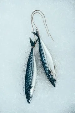 Top view raw mackerel fish Stock Photos