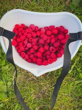 Top view of raw raspberry in plastic berry picking container. Farm basket on Stock Photos