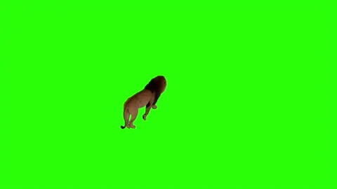 Top View of Realistic Lion Walking Green Screen Background Video Footage Stock Footage 318344625