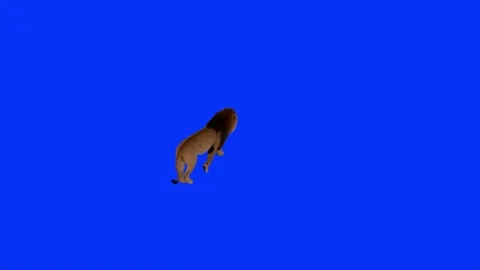 Top View of Realistic Lion Walking Blue Screen Background Video Footage Stock Footage 318344626