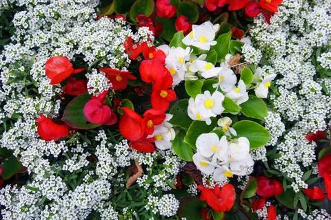 Top view of red and white street flowers with green leaves Stock Photos