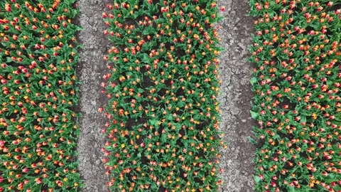 Top view of red and yellow tulips. Stock Footage 307104874