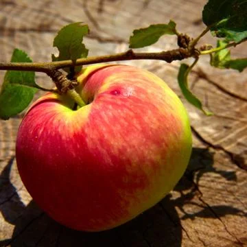 Top view red apple. 写真素材