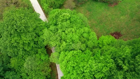 Top view of red car riding along road in green forest. Stock Footage 260428063