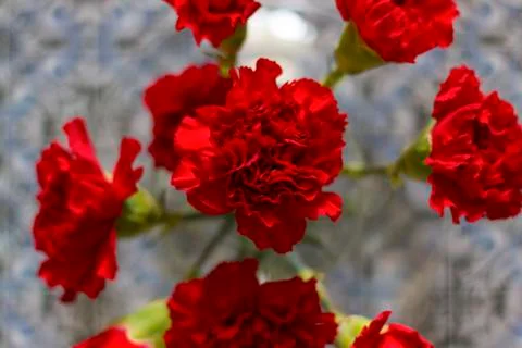 Top view of red carnations Stock Photos