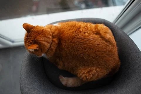 Top view of red cat lying on grey chair near window. Stock Photos