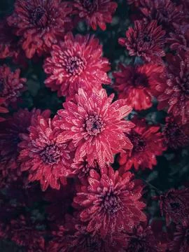 Top view red chrysanthemum texture. Beautiful flowers in the garden with morn Stock Photos