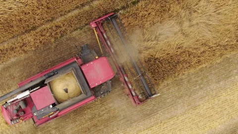 Top view of red combine harvester working in field, aerial agriculture scene Stock Footage 246282918