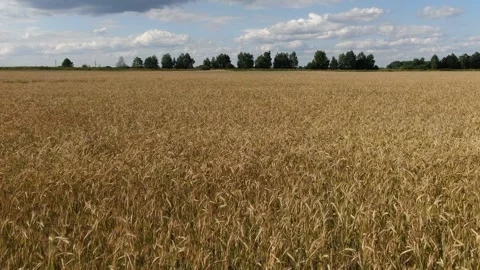 Top view of red combine harvester working in field, aerial agriculture scene Stock Footage 246282921