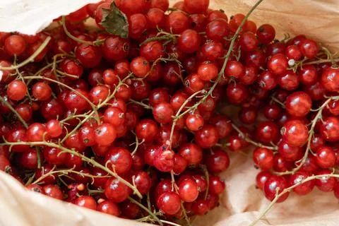 Top view of red currant berries in paper bag. Summer healthy harvest food Stock Photos