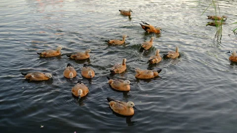 Top view, red ducks eating bread. feeding birds. ruddy shelduck Stock Footage 283568827