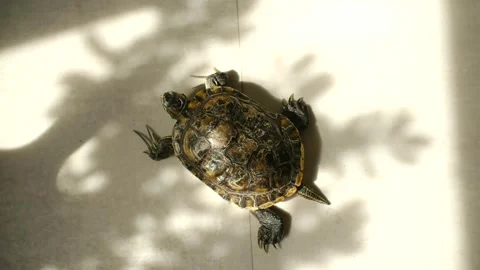 Top view - red-eared slider turtle basking on sunlit floor in home environment Stock Footage 310521284