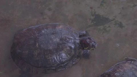 Top View of Red-Eared Slider Turtles Moving in Shallow Pond 4K Stock Footage 335586361