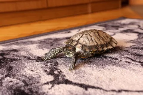 Top view of a red-eared slider turtle on a wooden floor, showing shell and mo Stock Photos